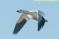 snow goose