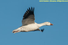 snow goose