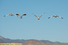 snow geese