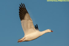 snow goose