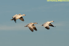 snow geese