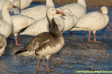 blue goose