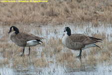 Canada geese