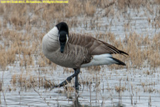 Canada goose