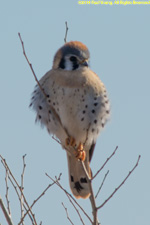 kestrel