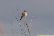 kestrel