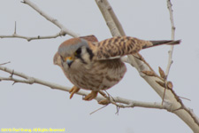 kestrel taking off