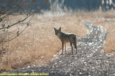 coyote on road