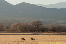 mule deer in field