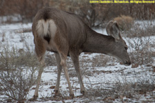 mule deer