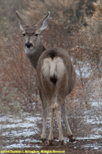 mule deer