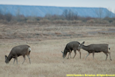 mule deer