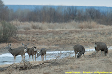 mule deer