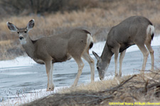 mule deer