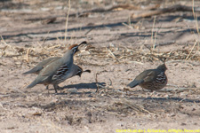 Quail