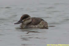 ruddy duck