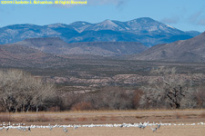 geese and mountains