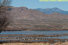 ducks and mountains