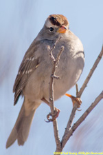 song sparrow