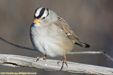 white-crowned sparrow