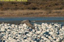 crane over geese