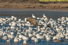 crane over geese