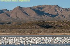 geese roosting