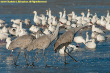 cranes and geese