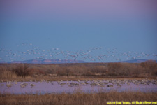 geese at sunset