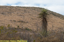 plants and hill