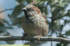 sparrow