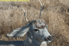 mule deer buck