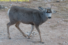 mule deer buck