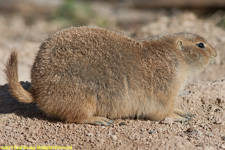 prairie dog