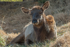 elk