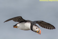 puffin in flight