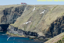 gennets in flight