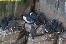 common murres