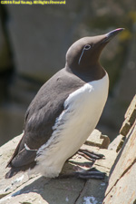 common murre