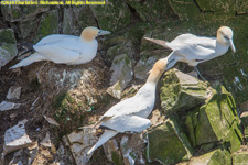 gannets