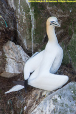 gannet