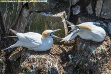 gannets