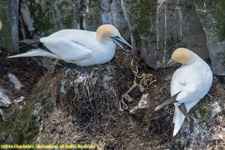 gannets