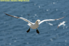 gannet in flight