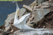 gannet skypointing