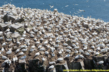 gannets