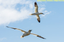 gannets in flight