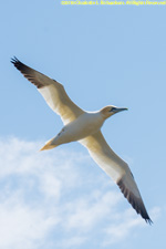 gannet in flight