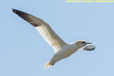 gannet in flight