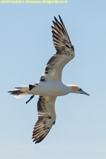 juvenile gannet in flight